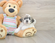 5 week old Teddy Bear Puppy For Sale - Florida Fur Babies