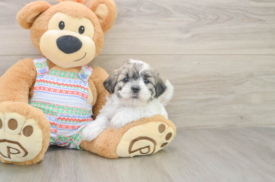 Smart Teddy Bear Designer Pup