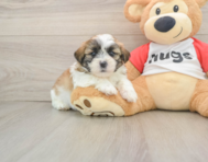 5 week old Teddy Bear Puppy For Sale - Florida Fur Babies