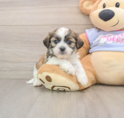 5 week old Teddy Bear Puppy For Sale - Florida Fur Babies