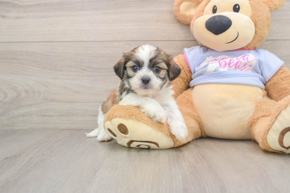 Small Teddy Bear Baby