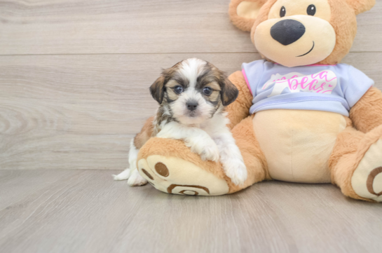 Small Teddy Bear Baby