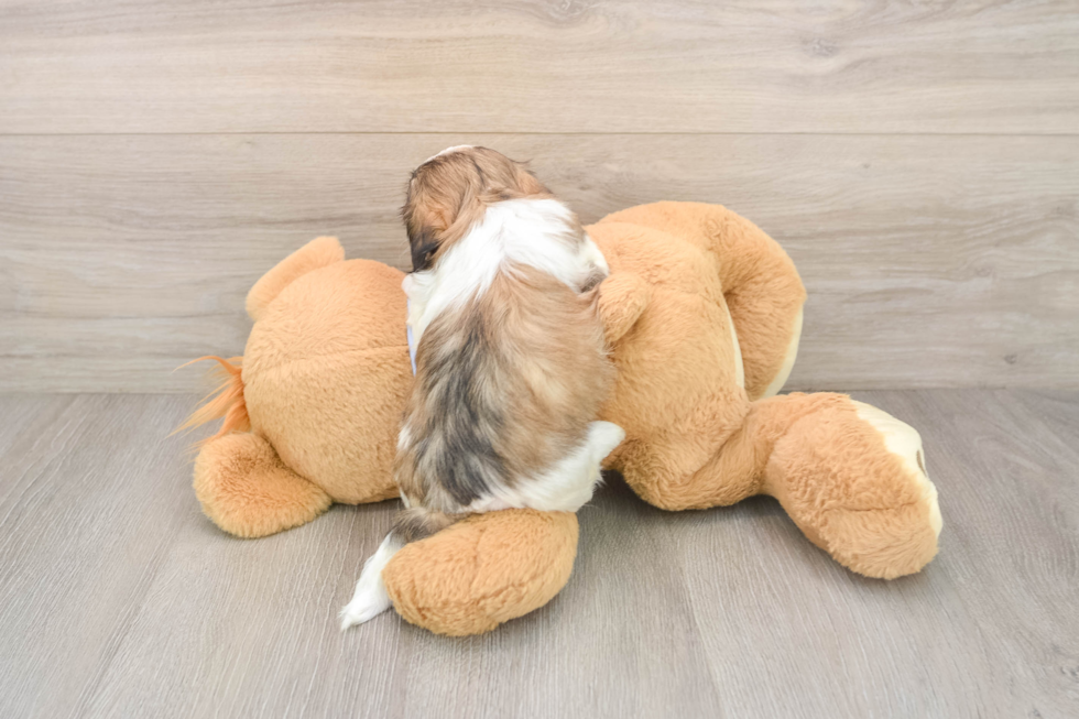 Popular Teddy Bear Designer Pup