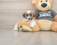 7 week old Teddy Bear Puppy For Sale - Florida Fur Babies