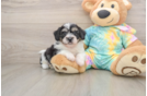 Teddy Bear Pup Being Cute