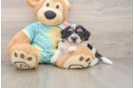 Teddy Bear Pup Being Cute
