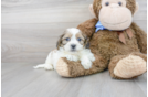 Meet Bart - our Teddy Bear Puppy Photo 2/3 - Florida Fur Babies
