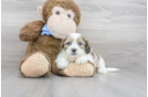 Meet Bart - our Teddy Bear Puppy Photo 1/3 - Florida Fur Babies