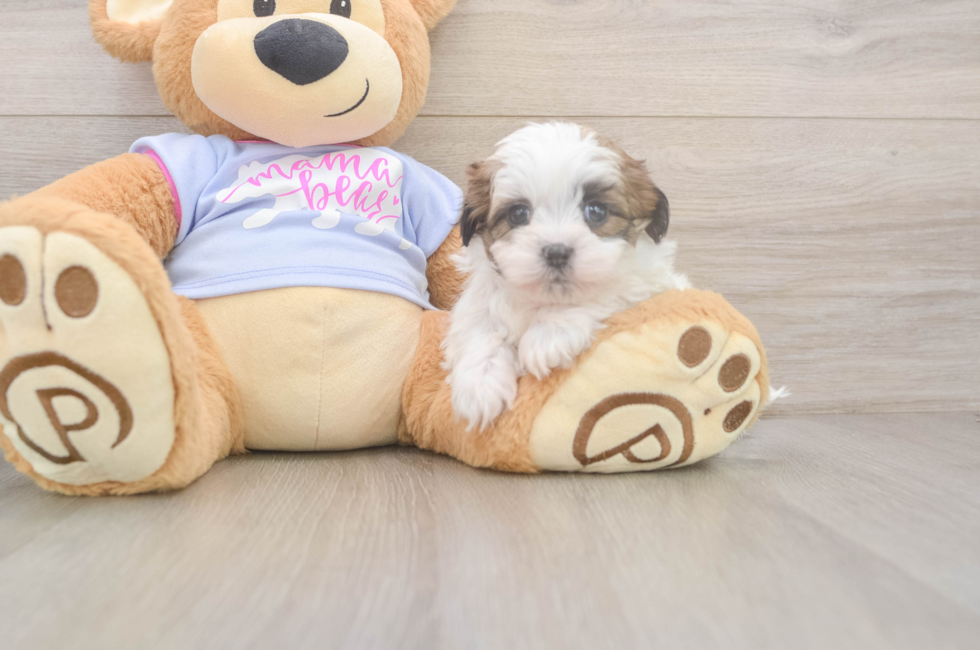 5 week old Teddy Bear Puppy For Sale - Florida Fur Babies