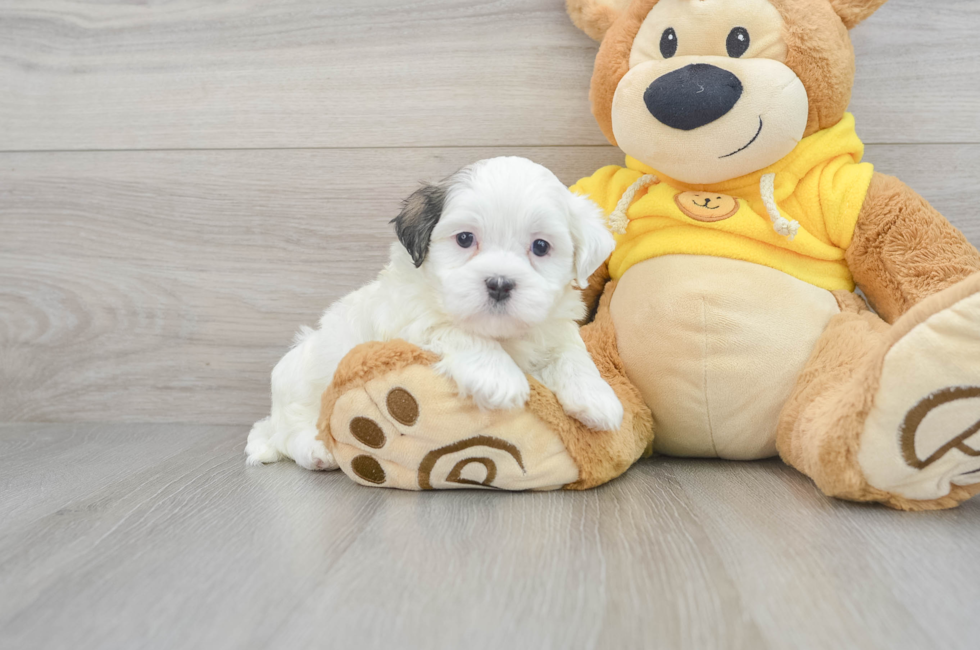 6 week old Teddy Bear Puppy For Sale - Florida Fur Babies