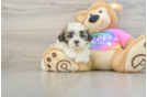 Teddy Bear Puppy for Adoption