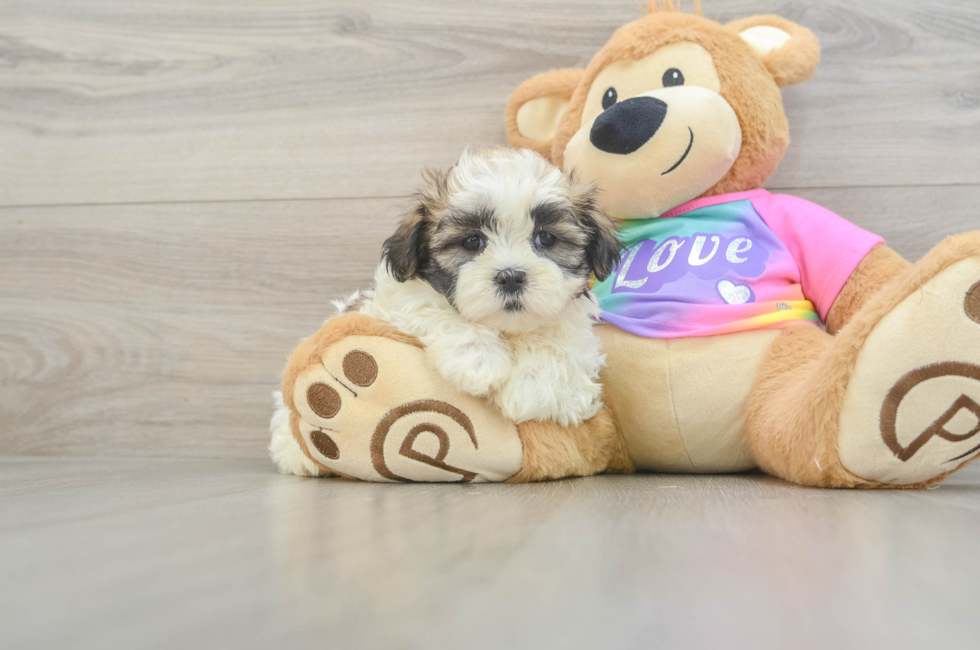 6 week old Teddy Bear Puppy For Sale - Florida Fur Babies