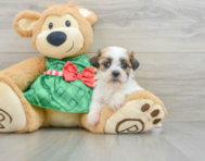 8 week old Teddy Bear Puppy For Sale - Florida Fur Babies