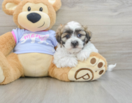 8 week old Teddy Bear Puppy For Sale - Florida Fur Babies