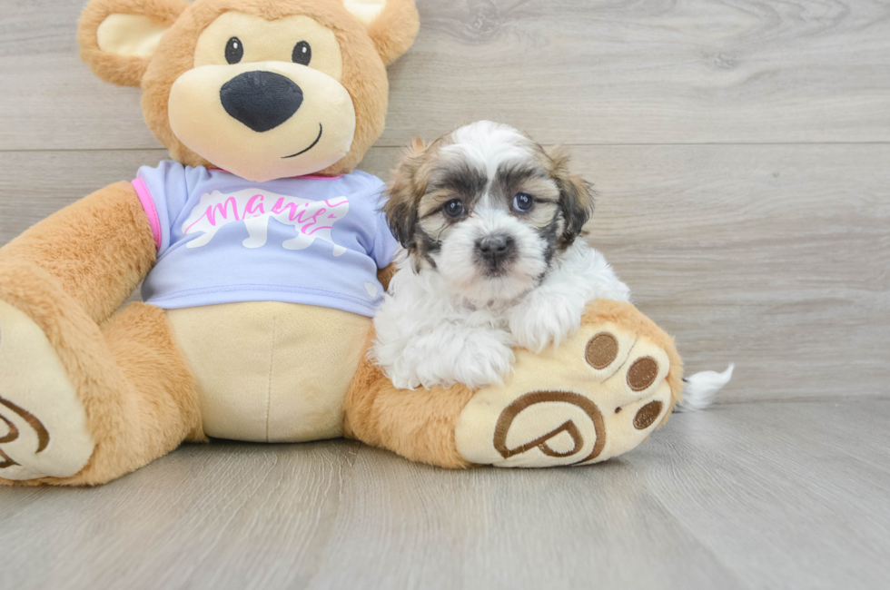 7 week old Teddy Bear Puppy For Sale - Florida Fur Babies