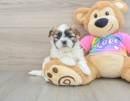 6 week old Teddy Bear Puppy For Sale - Florida Fur Babies
