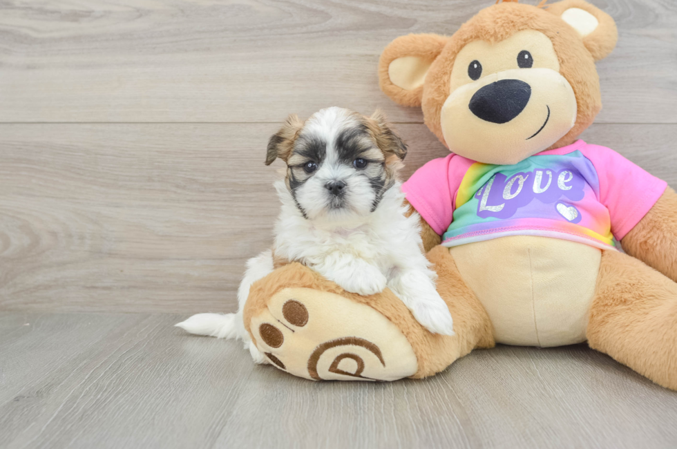 6 week old Teddy Bear Puppy For Sale - Florida Fur Babies