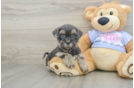 Smart Teddy Bear Designer Pup