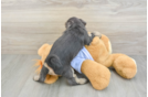 Happy Teddy Bear Baby