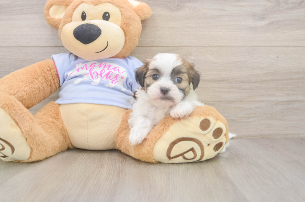 5 week old Teddy Bear Puppy For Sale - Florida Fur Babies