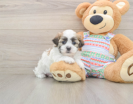 5 week old Teddy Bear Puppy For Sale - Florida Fur Babies