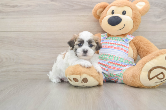 Energetic Shichon Designer Puppy