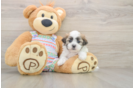 Popular Teddy Bear Designer Pup
