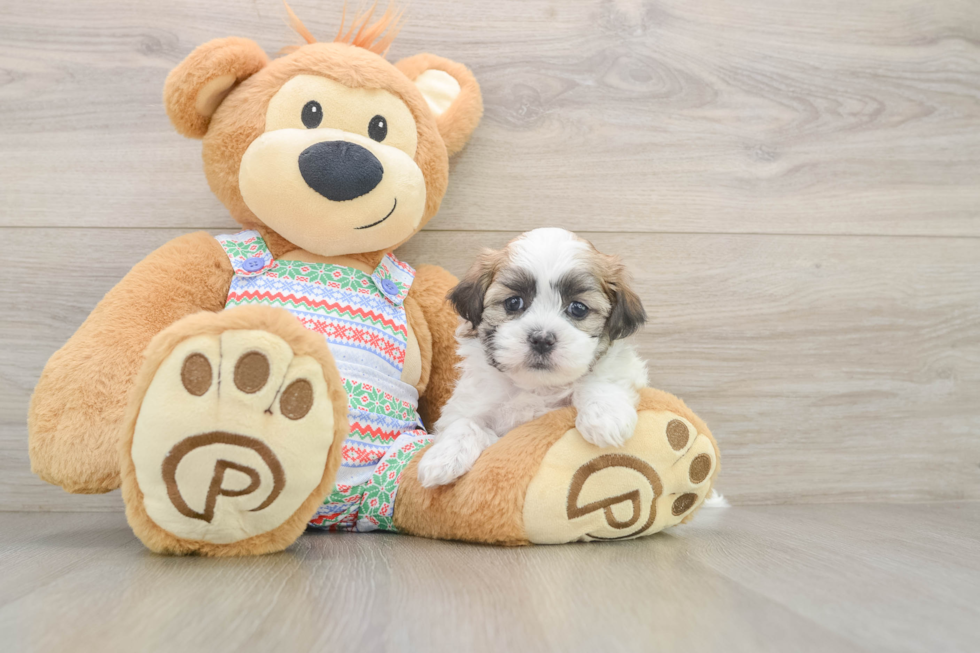 Popular Teddy Bear Designer Pup