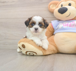 6 week old Teddy Bear Puppy For Sale - Florida Fur Babies