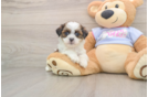 Best Teddy Bear Baby