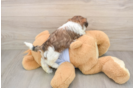 Best Teddy Bear Baby