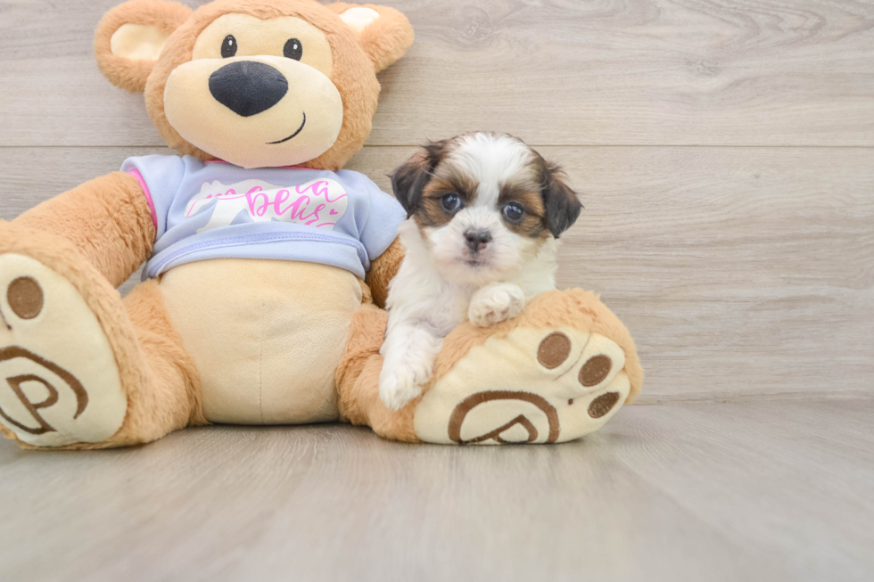 Funny Teddy Bear Designer Pup