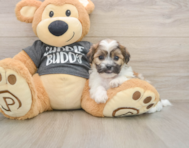 7 week old Teddy Bear Puppy For Sale - Florida Fur Babies
