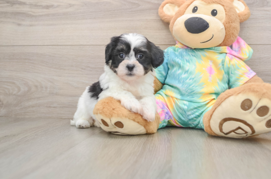 Best Teddy Bear Baby