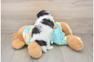Best Teddy Bear Baby