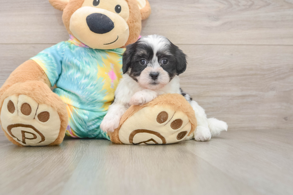 Popular Teddy Bear Designer Pup