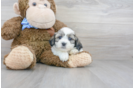Meet Becky - our Teddy Bear Puppy Photo 2/3 - Florida Fur Babies