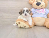 8 week old Teddy Bear Puppy For Sale - Florida Fur Babies