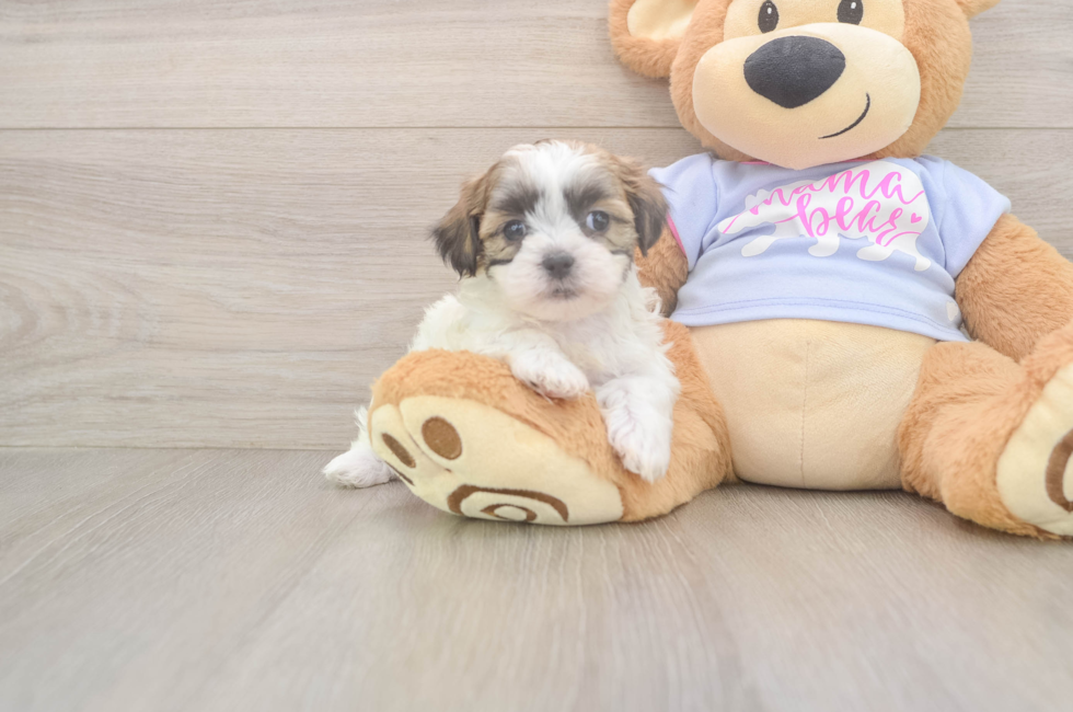 5 week old Teddy Bear Puppy For Sale - Florida Fur Babies