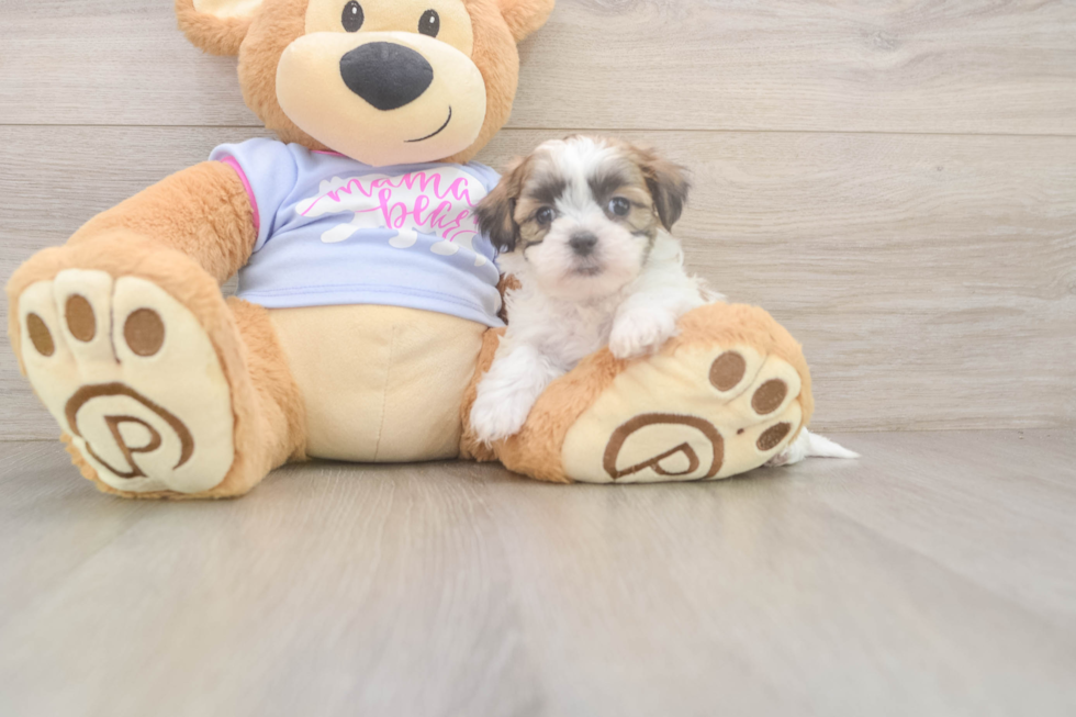 Teddy Bear Puppy for Adoption