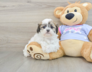 9 week old Teddy Bear Puppy For Sale - Florida Fur Babies