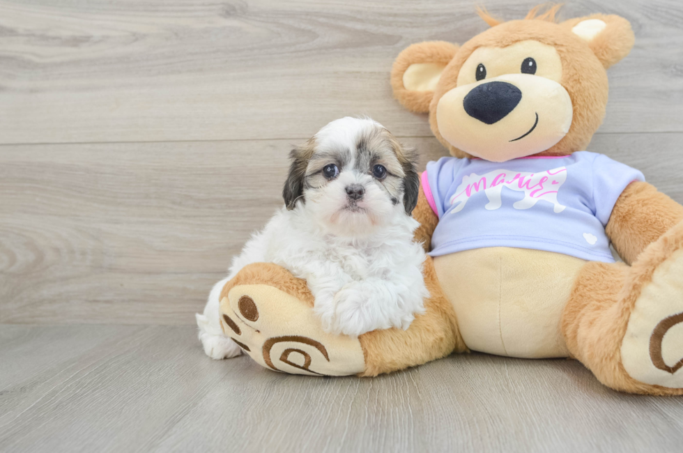 7 week old Teddy Bear Puppy For Sale - Florida Fur Babies