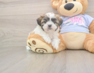 8 week old Teddy Bear Puppy For Sale - Florida Fur Babies