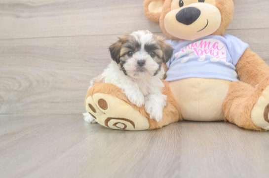 Little Shi Chon Designer Puppy