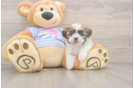 Petite Teddy Bear Designer Pup