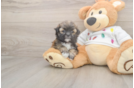 Teddy Bear Puppy for Adoption