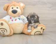 6 week old Teddy Bear Puppy For Sale - Florida Fur Babies