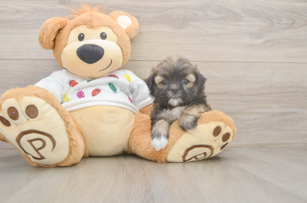 5 week old Teddy Bear Puppy For Sale - Florida Fur Babies