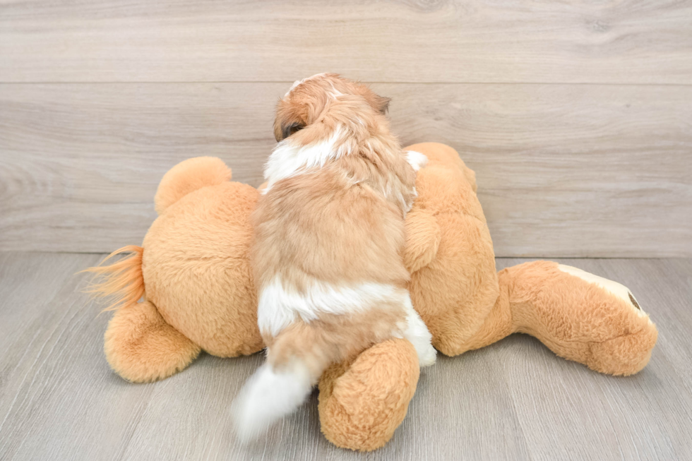 Teddy Bear Pup Being Cute