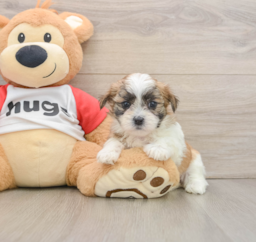 6 week old Teddy Bear Puppy For Sale - Florida Fur Babies